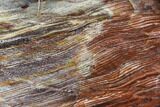 Petrified Wood (Araucioxylon) - Circle Cliffs, Utah #104623-1